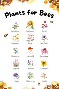 Top Plants for Bees: Boost Your Garden’s Pollination!   Discover the best plants to attract bees and boost pollination in your garden! 🌼🐝 From vibrant Lavender and cheerful Sunflowers to delicate Bee Balm, these bee-friendly plants will create a buzzing haven. Learn how to support our pollinators and enjoy a thriving, beautiful garden. Click to see the full list and tips! #Gardening #Bees #PollinatorGarden #OrganicGardening #BeeFriendlyPlants #GardenTips