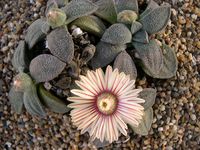 Aloinopsis rosulata