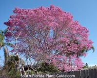 Large tabebuia tree (ipe) in bloom