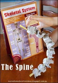 Cool way to teach kids about the spine. Make egg carton discs.