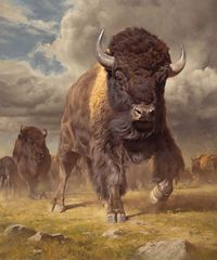 ●••°‿✿Bison aka Buffalo ⁀ ‿✿⁀°••●