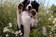 Australian shepherd black tri working dog