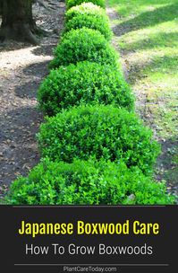 Boxwood shrubs are evergreen plants, planted in formal and informal elegant landscapes. Grown for foliage and their "shaping ability"