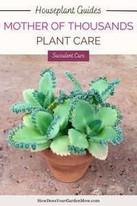 Click the link above 👆👆👆 for our in-depth mother of thousands care guide. Leave a legacy of leaves! Get to know the Mother of Thousands plant with our detailed care guide, creating a succulent haven where each leaf tells a story of botanical beauty. #MotherOfThousandsPlant #MotherOfThousandsPlantCare #HowToCareForMotherOfThousandsPlant #MotherOfThousandsPlantIndoor