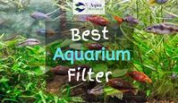 In this guide, you’ll learn about the benefits of aquarium filters, the types around, and how you should go about choosing the best aquarium filter.