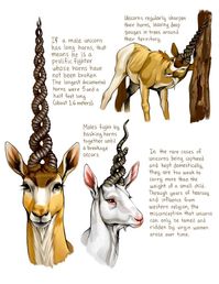 (99+) My take on unicorns! I'd really love to make a mythical creature field guide someday, since the Spiderwick Field Guide is what... – @lylahammar no Tumblr