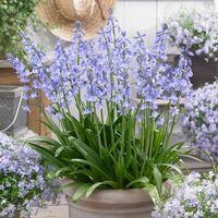 Wood Hyacinth, or Spanish Bluebells, produce bell-shaped, arcing flowers that flow from upright sword-shaped foliage. These blue beauties are reliable and winter hardy, appearing each year in the late spring. Wood hyacinth will multiply readily when given room. (Hyacinthoides hispanica)