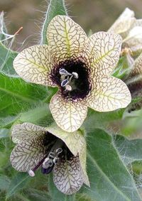 Flower of Hyoscyamus niger, black henbane, plant. photo: Nancy Chow.