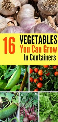 Try your hand at container gardening with these 16 delicious vegetables that are perfect for growing in containers!