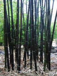 Black bamboo is the rarest and most beautiful in the bamboo family. The canes start out green and turn ebony black within two years. The contrast between the black canes and green foliage is striking. As far as temperature range goes, these are considered to be the hardiest of all bamboo species. Since black bamboo is slower to expand, they're much easier to control. The wood can be harvested and is of very high quality. Each pack comes with basic instructions for germination. I'm a USA seller w