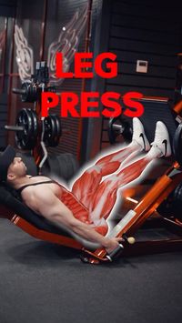 The leg press is a popular strength training exercise that primarily targets the muscles of the lower body, including the quadriceps, hamstrings, glutes, and calves