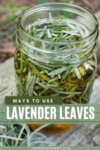 How to harvest lavender leaves, then use them to make infused oil, a headache salve, bath soaks, and more!