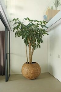 Boom met lichtgroen blad - meerstammig - hoog 325 cm. - Bomen, Plantenbakken & kamerplanten online kopen