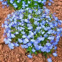 Informationen zum Anbau:    Hauptmerkmale:    Produktname: Lobelia Cambridge Blaue Blumensamen  Menge: Erhältlich in Packungen mit 100, 500 oder 1000 Samen pro Packung  Reife Höhe: Ungefähr 6-8 Zoll  Lichtbedarf: Volle Sonne bis Halbschatten  Bodenanforderungen: Gut durchlässiger, fruchtbarer Boden  Verwendung: Ideal für Rabatten, Behälter, Hängekörbe und Einfassungen aufgrund seines hängenden Wuchses und der leuchtend blauen Blüten   Produktdetails:    Keimrate: Hoch  Frische der Samen: Neu, sorgt für optimale Keimung  Herkunft: Nachhaltiger Anbau  Haltbarkeit: Für maximale Keimung am besten innerhalb eines Jahres pflanzen   Pflanzhinweise:    Saatvorbereitung:    Eine spezielle Saatgutaufbereitung ist nicht erforderlich.   Aussaat:    Zeitpunkt: Beginnen Sie 8–10 Wochen vor dem letzten