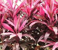 dracaena mahatma scientific name - Google Search