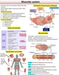 Musculoskeletal system | Muscular System | Skeletal System | Study Notes | Digital download Active Covers Muscular and Skeletal System Muscular System - Muscles - Types of Muscles - Connective tissue layers of muscle - Muscle fiber - Classification of muscles - Mechanism of Muscle contraction (Sliding filament model) Skeletal System - Structure of Bone (Haversian system) - Types of Bones - Axial Skeleton - Appendicular Skeleton - Cartilage - Joints - Growth Patterns - Bone remodelling - Classifi