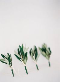 Classic, simple and clean greenery boutonnieres made with olive branch. These are great for men who may not want to wear flowers! Also great for a classic green and white wedding. #greenwedding #greenboutonniere #groom #boutonniere #olivebranch