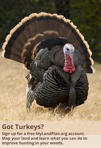 How to attract turkeys to your land