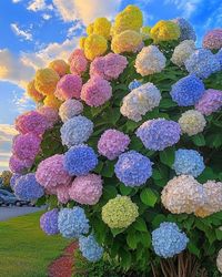 Hydrangea Tree (Hydrangea paniculata) A spectacular tree adorned with large, multi-colored blooms, creating a rainbow effect in your garden!  Light: Full sun to partial shade. Water: Regular watering, keep the soil consistently moist, especially in hot weather. Soil: Rich, well-draining, slightly acidic soil. Temp: Thrives in 50-80°F (10-27°C), but can tolerate cooler climates. Humidity: Moderate; typical outdoor conditions are sufficient. Fertilizer: Apply a balanced, slow-release fertilizer in spring. A show-stopping addition to any landscape, bringing a burst of color and joy to your garden!