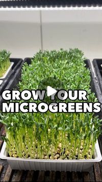 Patrick Vernuccio on Instagram: "Grow your own Microgreens at home 🌿 Easy, Yummy & Fast Growing 💚

Even if you do not have a garden or any outdoor space, you can grow indoor your own healthy microgreens. 

This tutorial is showing you how to grow alfalfa microgreens which are one of my favorite, along with radishes that are more spicy. Explore also mung beans, sunflowers, peas, basil, coriander and many others!

Some more tips below : 
🌱 Light soil means a soil that is similar to seedling soil. 
🌱 I reused here a sushi box this is actually the perfect size to get a good amount of harvest for the whole week. 
🌱 Place a lid on them the first days to put them in the dark, it’s crazy how strong they will be and they will push up the lid
🌱 Keep the soil well humidified do not let it dry o