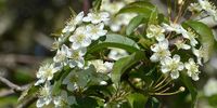 oregon western crabapple - Google Search