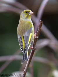 Greenfinch by Graham Allbutt - BirdGuides