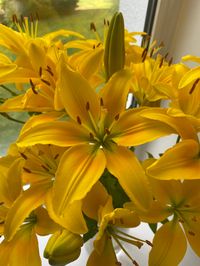 #flowers #yellowaesthetic #lily