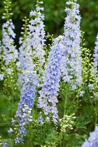 Le delphinium que l'on appelle aussi Pied d'alouette est une formidable plante qui fleurit de juin à octobre. Semis, plantation, entretien, voici les conseils