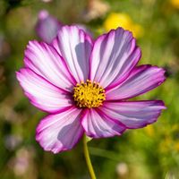 "Cosmos Candy Stripe flowers are eye catching with their unique display of white single petals framed and striped in pink hues. Simply elegant 3-4\" flowers appear to float above beautiful bright green fern-like foliage. Cosmos are an essential cottage garden flower and are great at attracting pollinators such as birds, bees, and butterflies. They are very easy to grow from seed and thrive with very little attention.  Parent Plant/Common Name: Cosmos Candy Stripe Seed Count: 75 Seed Weight: .542