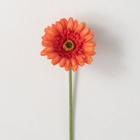 Capturing a sort of retro vibe with a playful pop of color, the gerbera daisy is a charming classic.