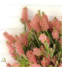 A Passion for Flowers: Reeves Pink Bottlebrush