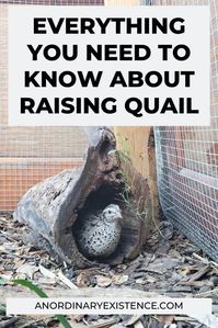 Everything You Need to Know About Raising Quail