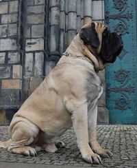 4th largest dog breeds. Old English Mastiff dog.