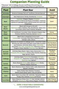 Companion Planting Chart - With Free Printable