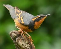 Varied Thrush | by delphinusorca