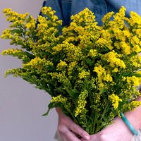 Yellow Solidago | DIY Wedding Flowers | Flower Moxie