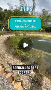 Arksos on Instagram: "🌎💦¿Quieres una piscina natural en tu jardín? 🌎💦Aquí tienes tres tips esenciales para lograrlo. Primero, diseña tu piscina con una zona de nado y una de regeneración; las plantas acuáticas en la zona de regeneración filtrarán el agua de manera natural. Segundo, elige cuidadosamente las plantas y microorganismos adecuados para mantener el agua limpia sin químicos. Y tercero, asegúrate de construir con materiales sostenibles y un diseño que se integre armónicamente con tu entorno. ☀️🪄🌟¡Transforma tu jardín en un oasis ecológico con una piscina natural!💦🍃🌟☀️  📞CONTÁCTANOS🪄: +57 (301-4922944)  #arquitecturasostenible #diseño #sostenibilidad #piscinanatural #biodpiscina #somosarksos #construccion #agua #construccionsostenible #lamesacundinamarca #arksos"