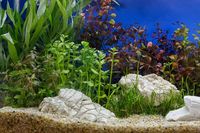 How To Cycle a Planted Tank (As Quick As Possible)