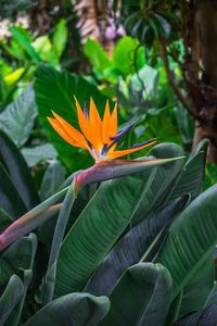 How to tell the difference between Birds of Paradise plants | Better Homes and Gardens