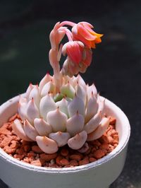 Echeveria nobaranose