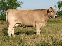 La Muneca Cattle Co. | Braunvieh Cattle