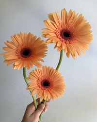 Peach “Alma” Gerbera Daisies