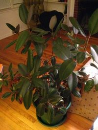 Rubber Plant Losing Leaves - Why Do Leaves Drop Off A Rubber Plant