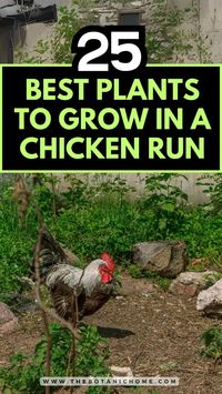 Discover the 25 best plants to grow in a chicken run that are perfect for your urban chicken farming setup! These plants for chickens not only provide shade and shelter but also enrich their diet. Learn how to create a thriving environment in your chicken coop run while raising healthy backyard chickens. Ideal for those with portable chicken coops or dedicated chicken run spaces, this guide is essential for homestead chickens enthusiasts!