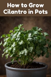 How to Grow Cilantro in Pots