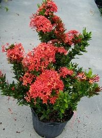 Dwarf Ixora has a red cluster of flowers like all Ixora. The leaf is small and dark green. Dwarf Ixora is great for a small hedge with some color.