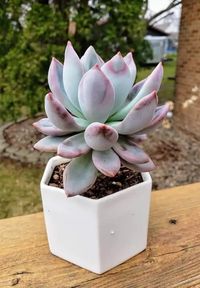 10 Pretty Succulents That Look Like The Echeverias - Succulent Garden Web