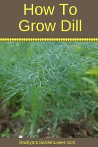 Want tips on how to grow dill? It's easy to grow this herb from seed straight in the garden or in a pot. Dill doesn't grow well indoors, but you can grow it in a windowsill box and enjoy its flavor all summer long. #dill #gardening #herbs #gardeningtips #aromaticherbs #summergarden #herbgarden