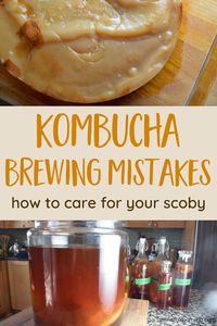 Learn how to avoid common homemade kombucha brewing mistakes like mold and fruit flies - plus how to care for your scoby. Plus learn the best kombucha brewing techniques. | #kombucha #fermentation #probiotics #scoby via @MindfulMomma