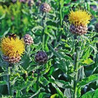 Centaurea Macrocephala Perennial Drought Tolerant Cornflower Garden Seeds